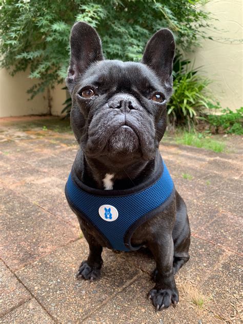 french bulldog harness recommend.